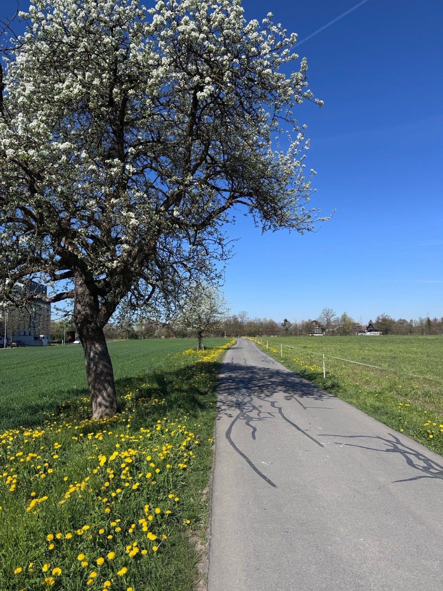 Frühling in Zug
