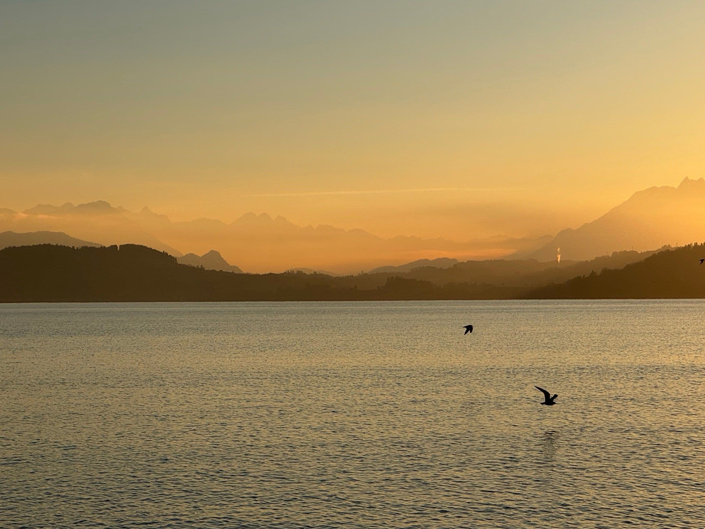 Zugersee mit Vogelwelt